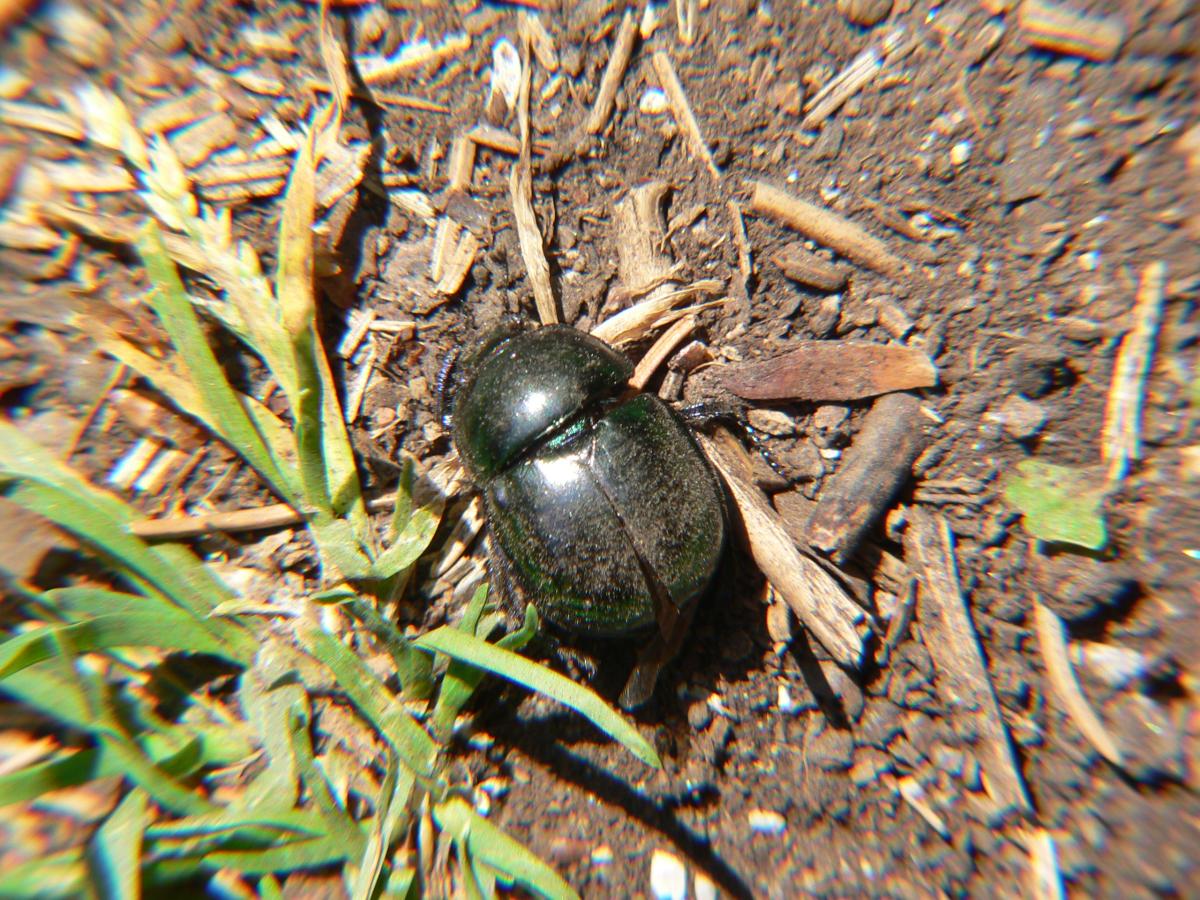 Coleottero da identificare: Trypocopris sp.